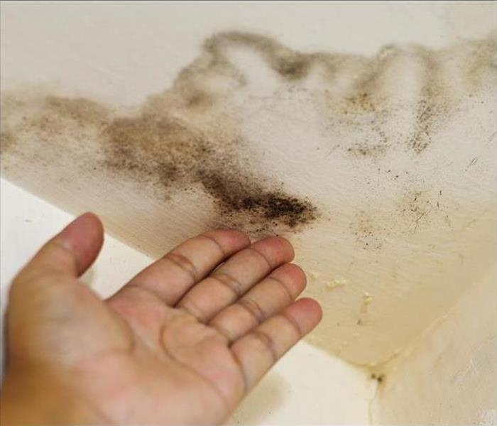 Hand pointing at ceiling that has black mold growth
